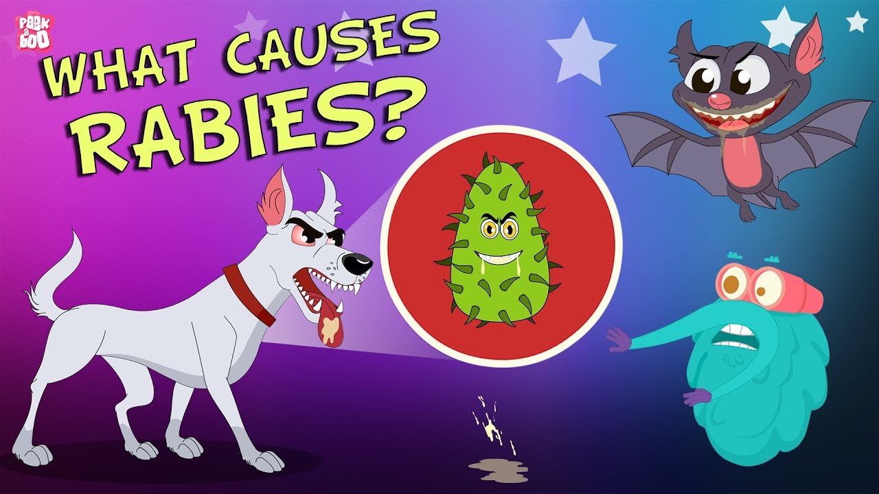 دکتر بیناکس What Causes Rabies